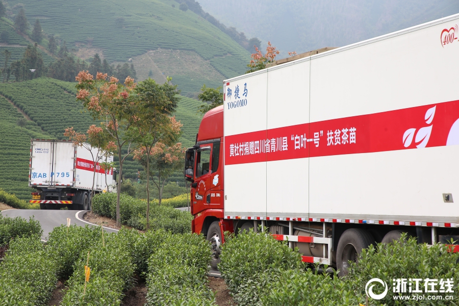 首批安吉“扶貧茶苗”啟運青川 浙茶集團愛(ài)心助力 首批安吉“扶貧茶苗”啟運青川 浙茶集團愛(ài)心助力